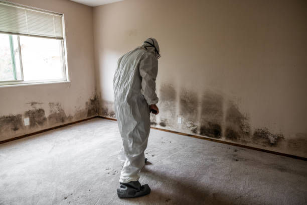 Best Residential Mold Inspection & Testing  in USA